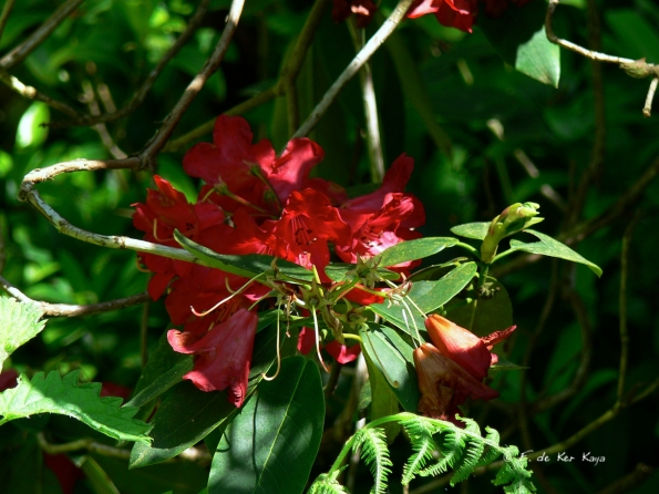 Bois des Moutiers (356) Mai 2012